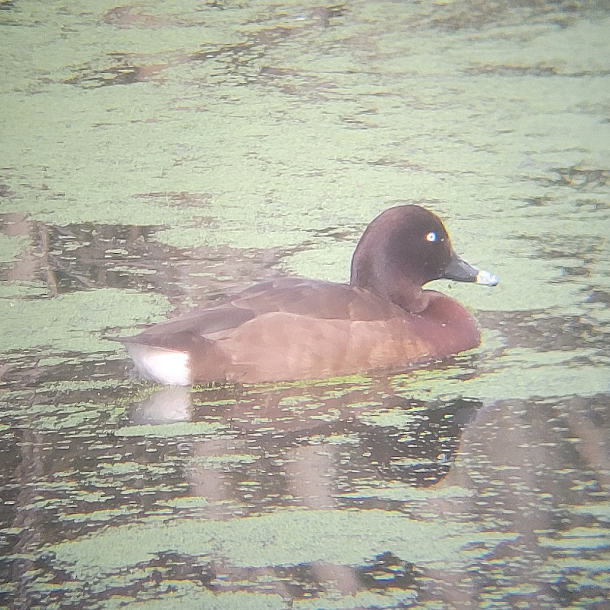 Fuligule austral - ML645044533