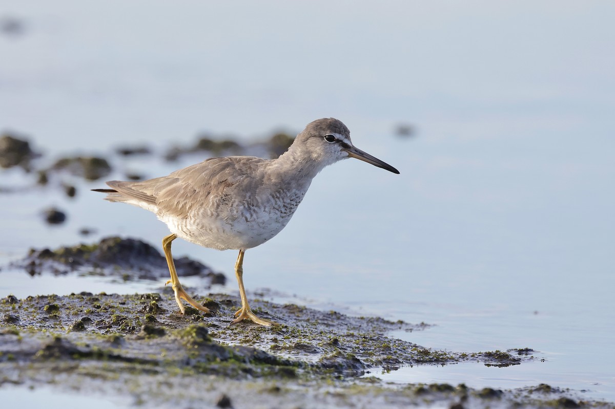 Chevalier de Sibérie - ML645044534