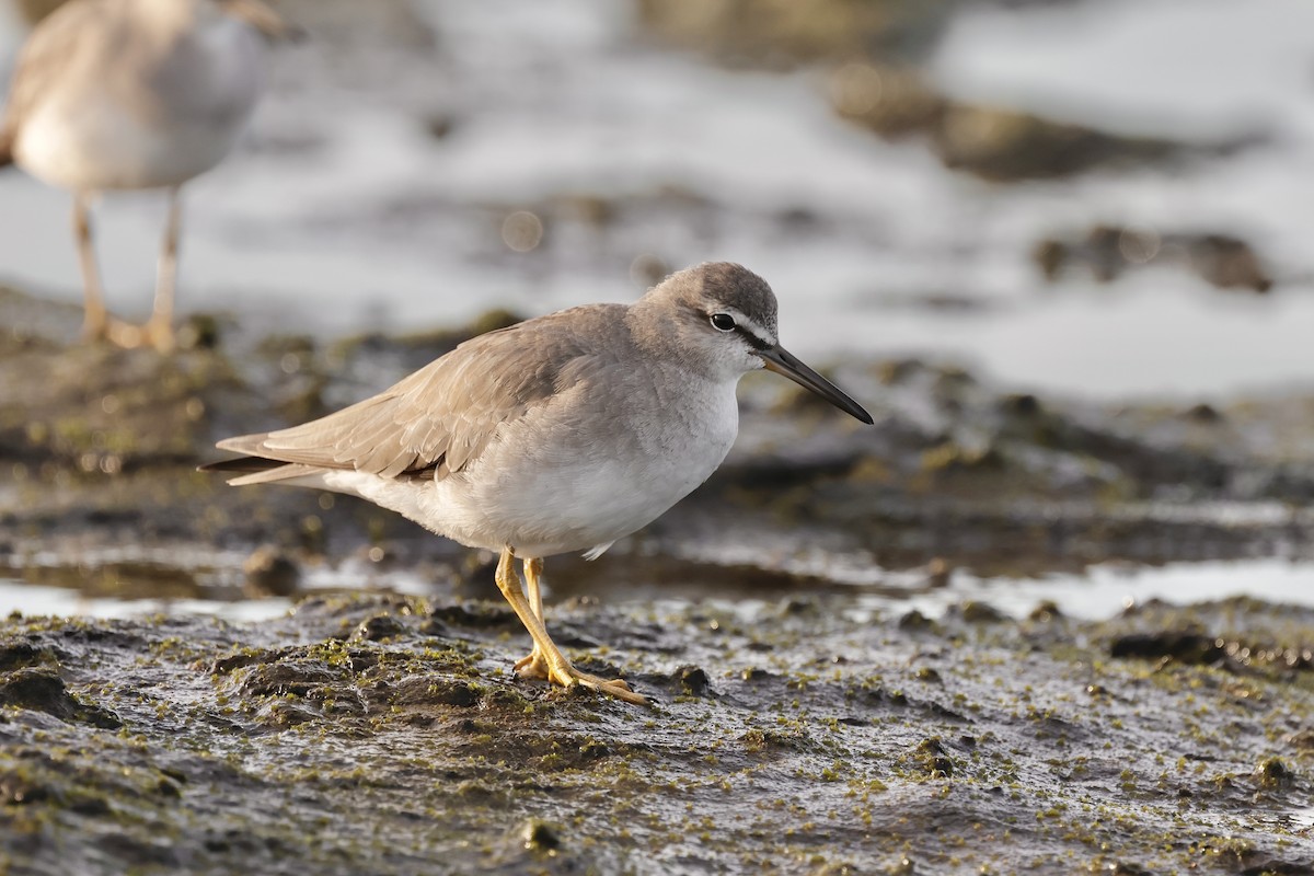 Chevalier de Sibérie - ML645044535