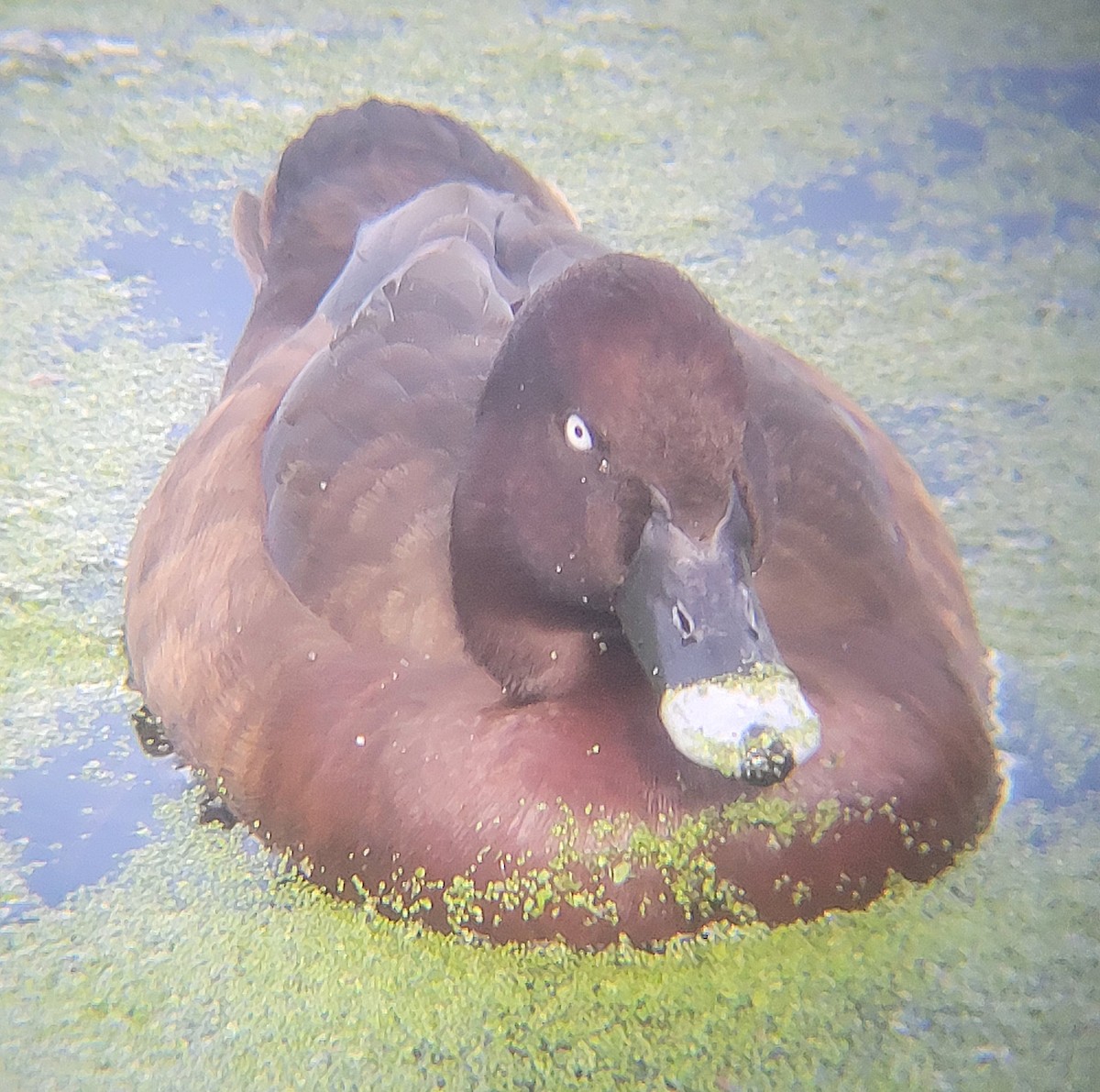 Fuligule austral - ML645044536