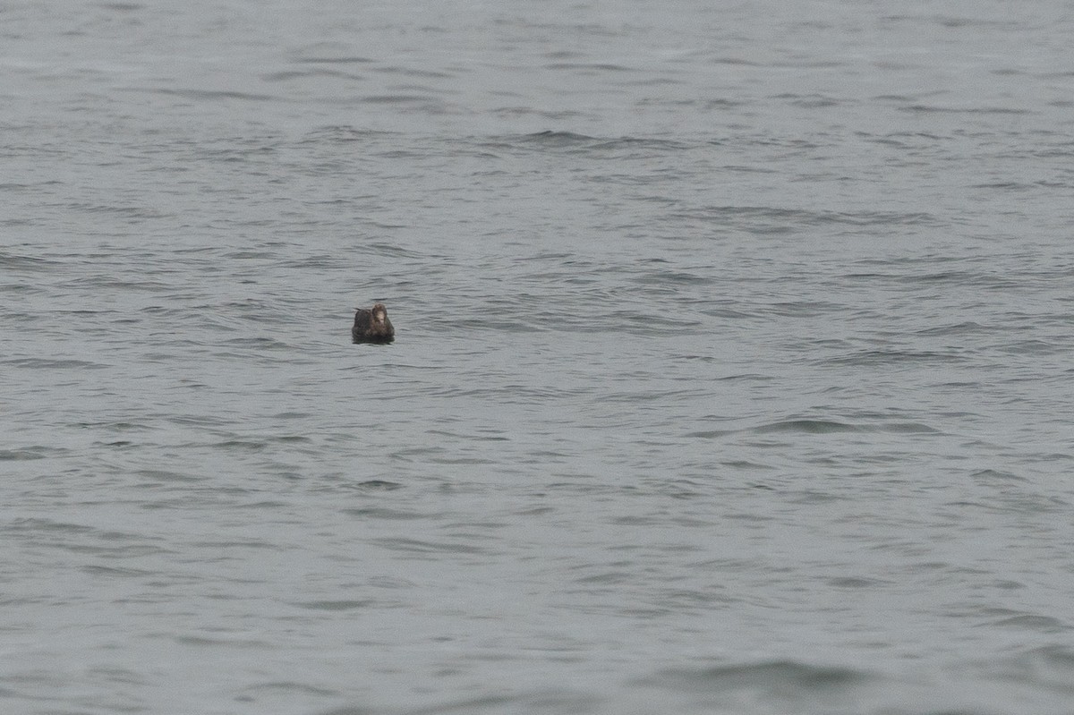 Pétrel géant - ML645044537