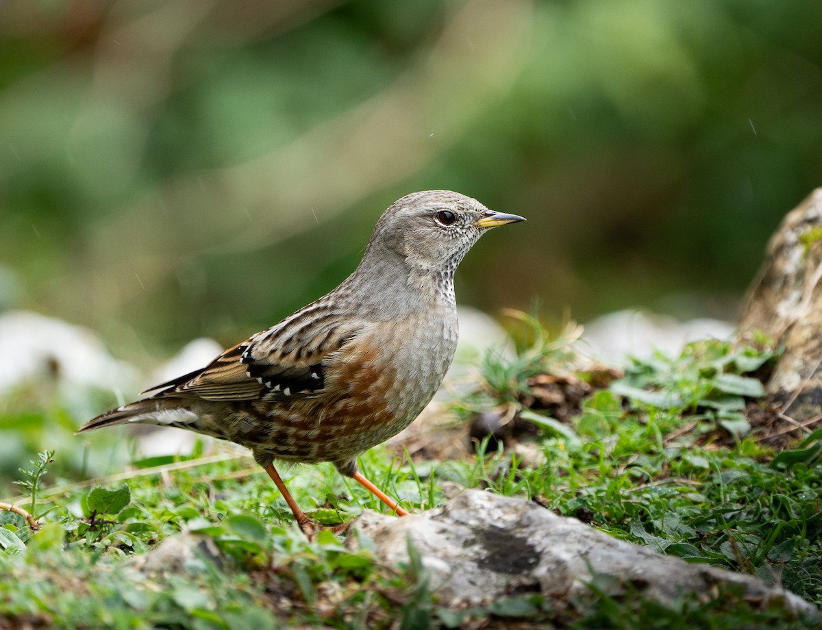 Accenteur alpin - ML645044540