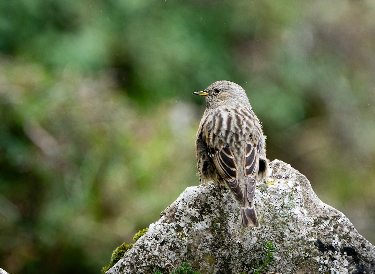 Accenteur alpin - ML645044542