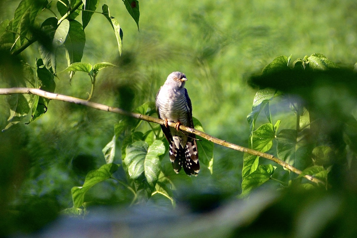 Coucou gris - ML645044543