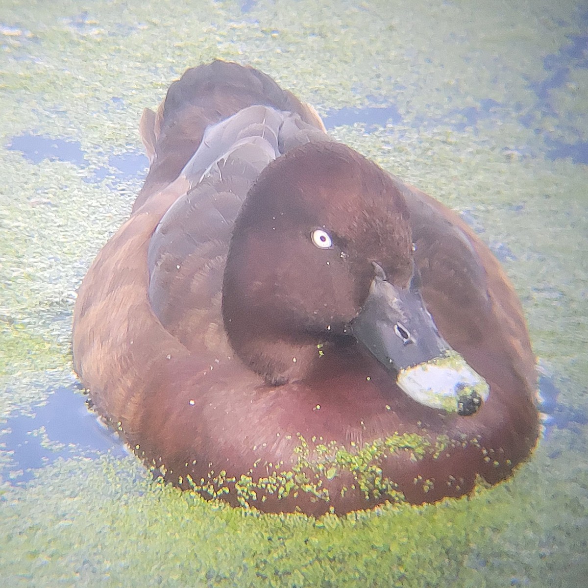 Fuligule austral - ML645044544