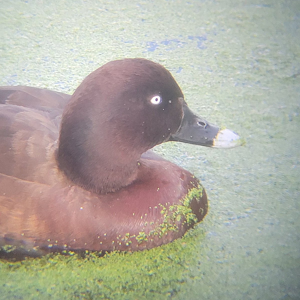 Fuligule austral - ML645044545