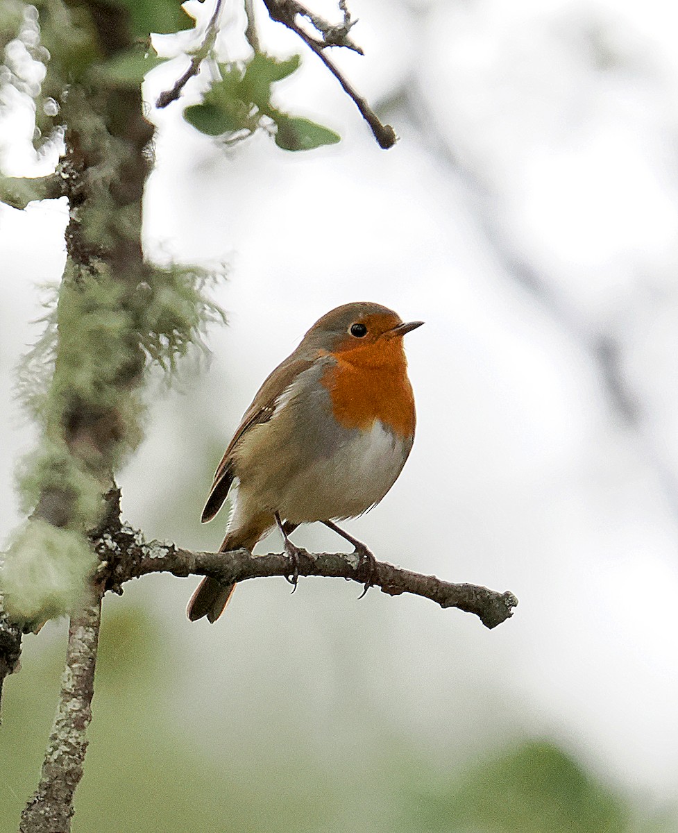 Rougegorge familier - ML645044546