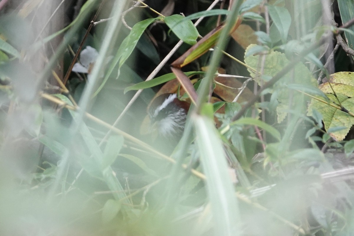 Pomatorhin à col roux - ML645044547