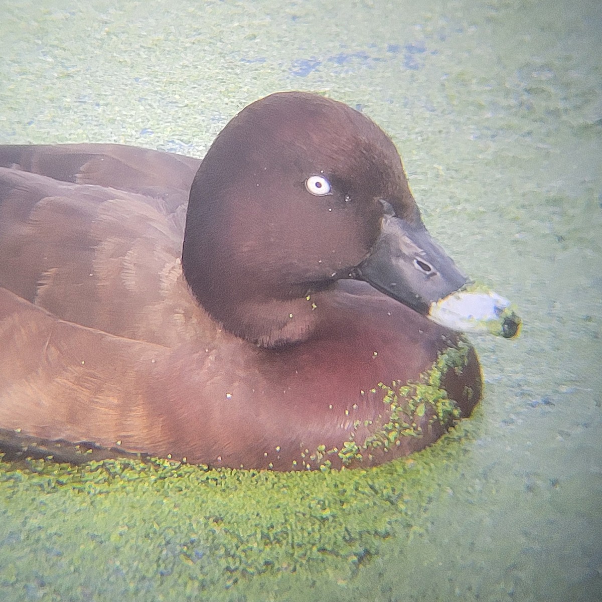 Fuligule austral - ML645044550