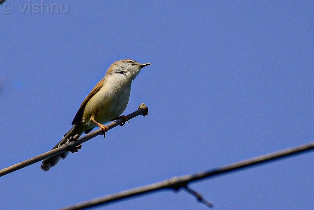 Prinia de Hodgson - ML645044552