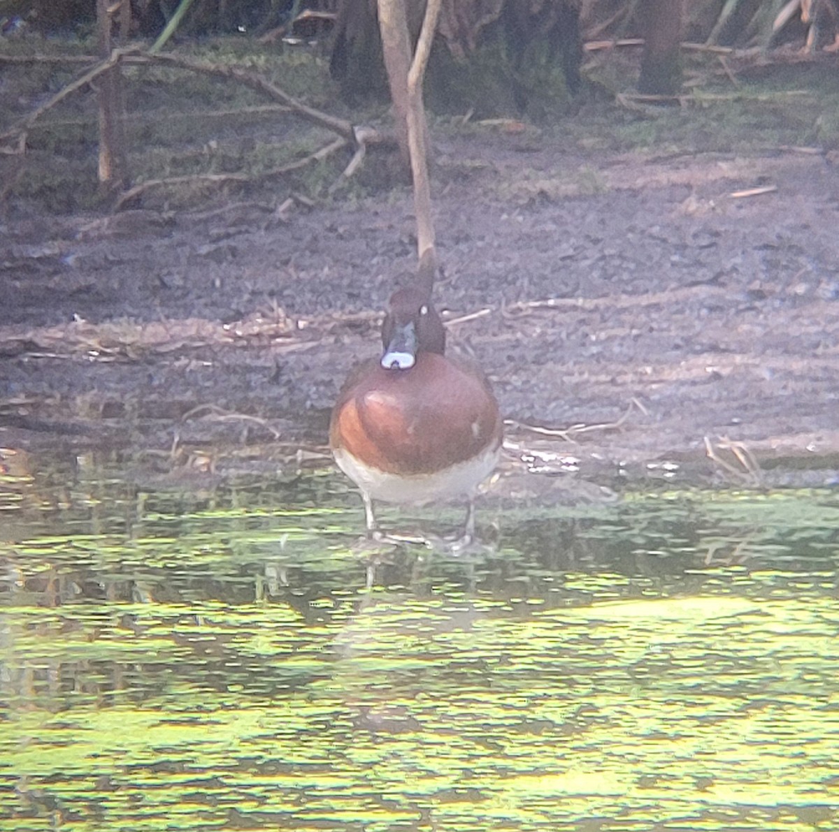 Fuligule austral - ML645044554