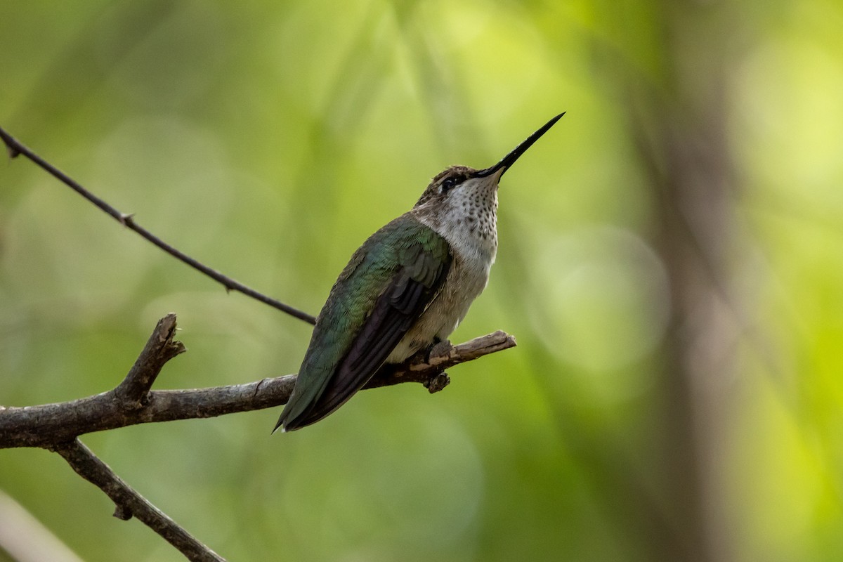 Colibri à gorge noire - ML645044555