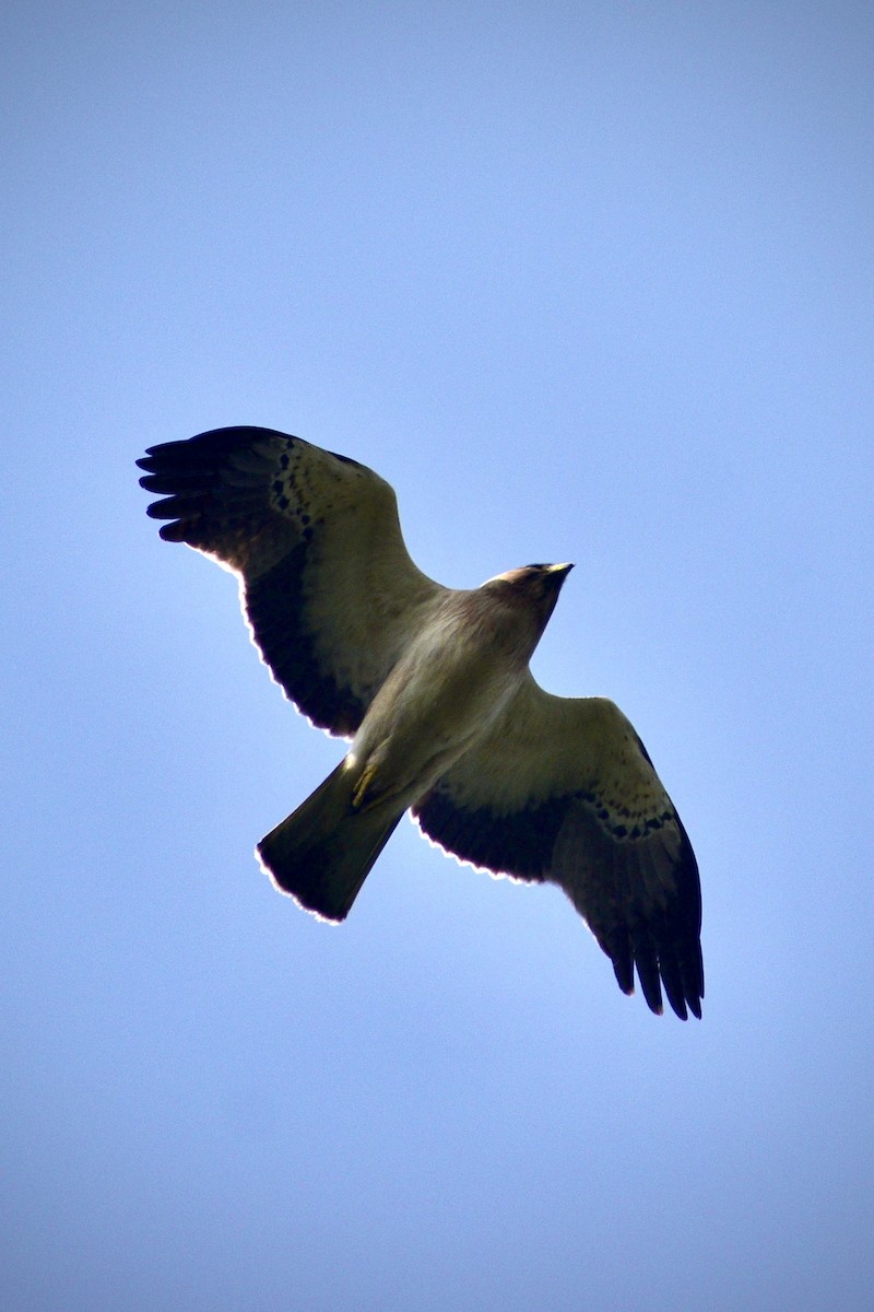 Aigle botté - ML645044556