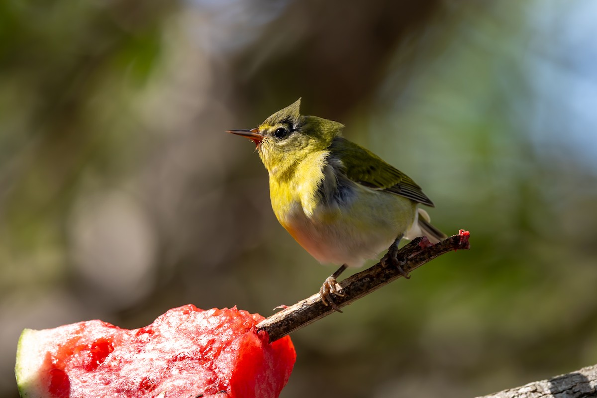 Paruline obscure - ML645044557