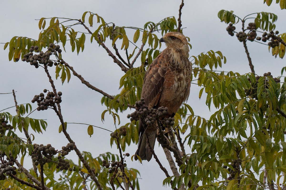 Buse roussâtre - ML645044558