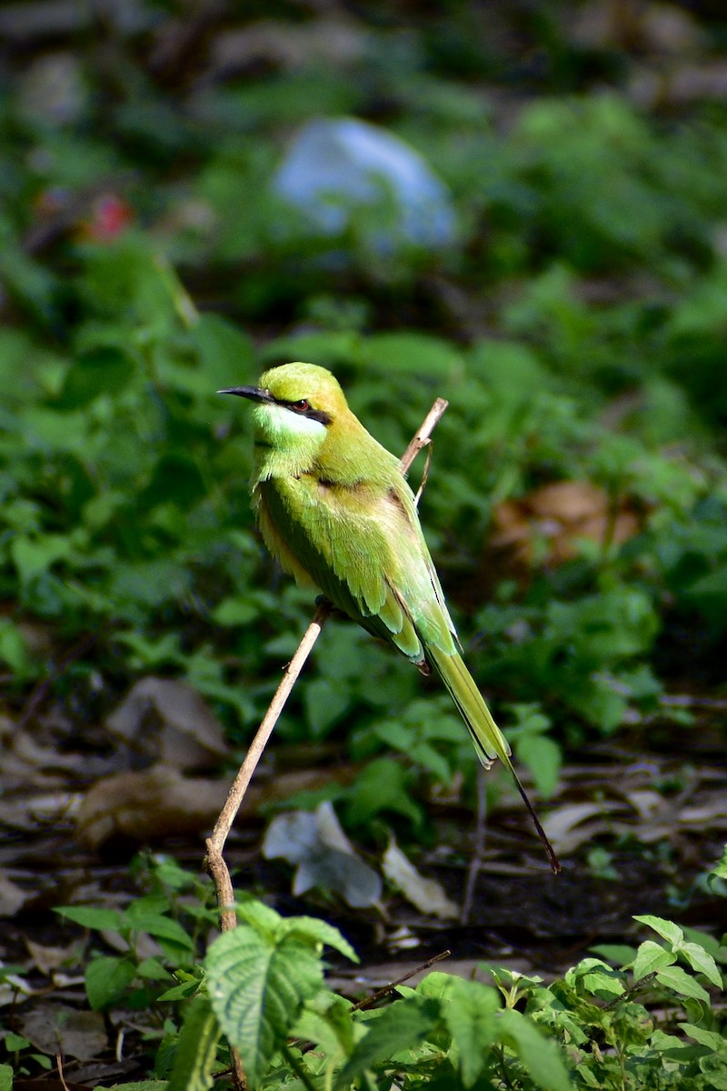 Guêpier d'Orient - ML645044559