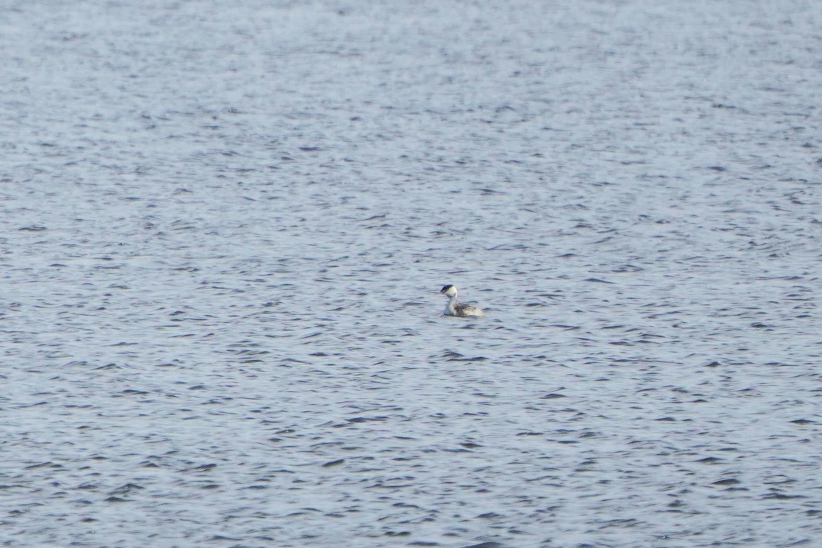 Grèbe huppé - ML645044560