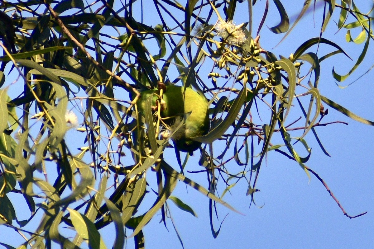 Coryllis vernal - ML645044565