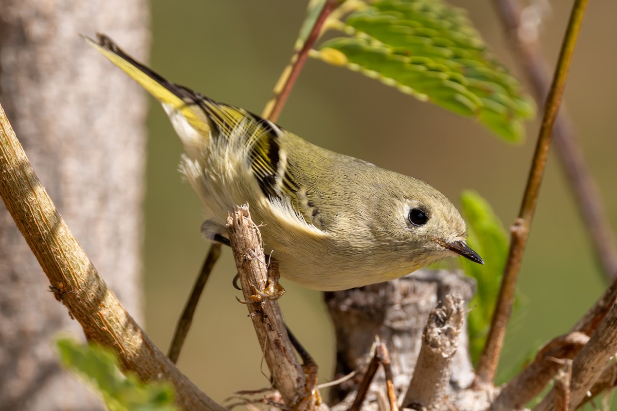 Roitelet à couronne rubis - ML645044568