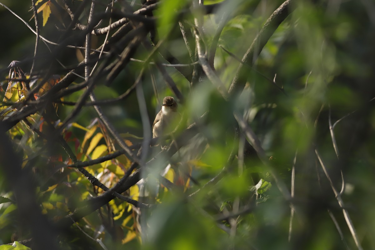 Rousserolle stentor - ML645044569