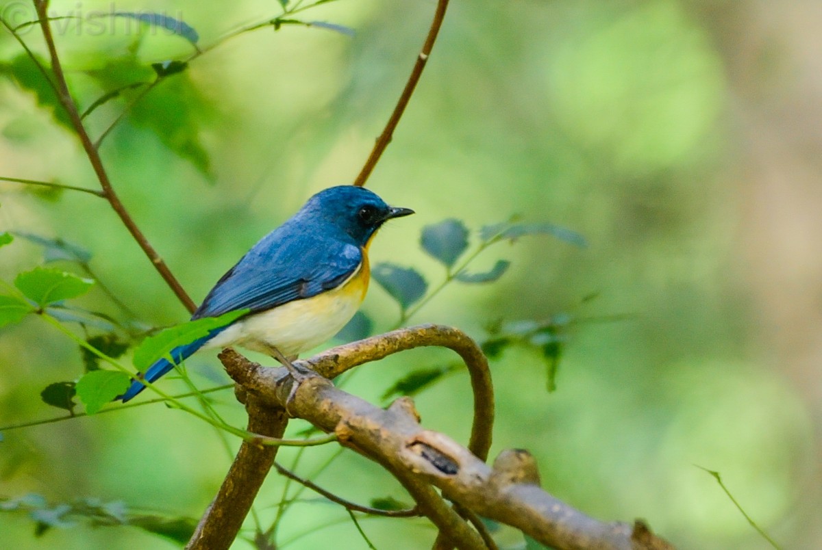 Gobemouche de Tickell - ML645044570