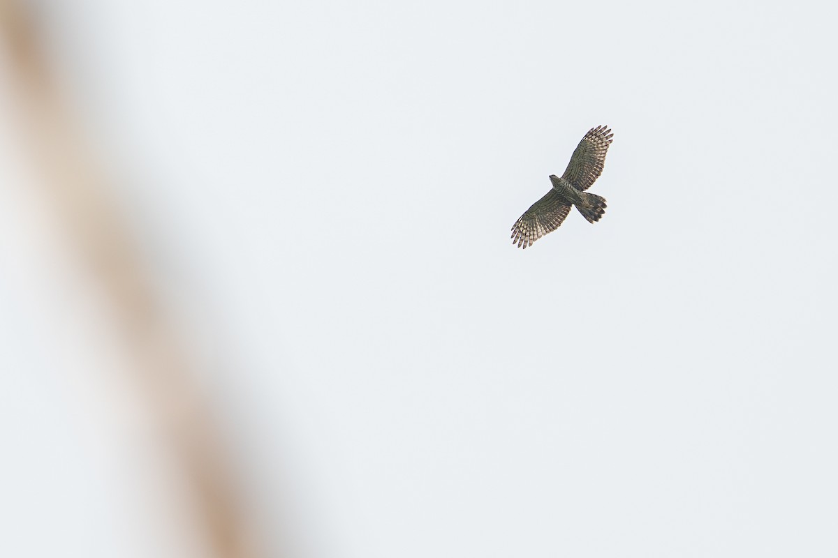 Baza de Jerdon - ML645044571