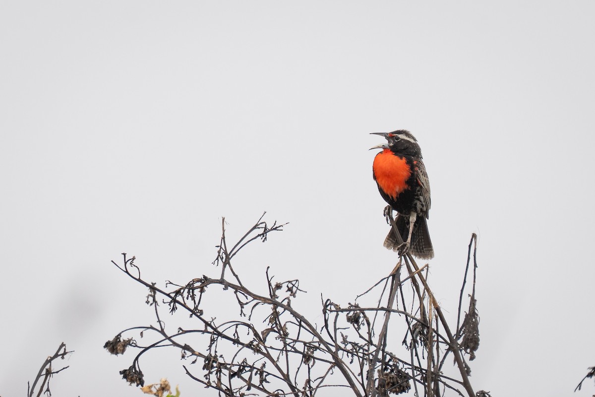 Peruvian Meadowlark - ML645044574