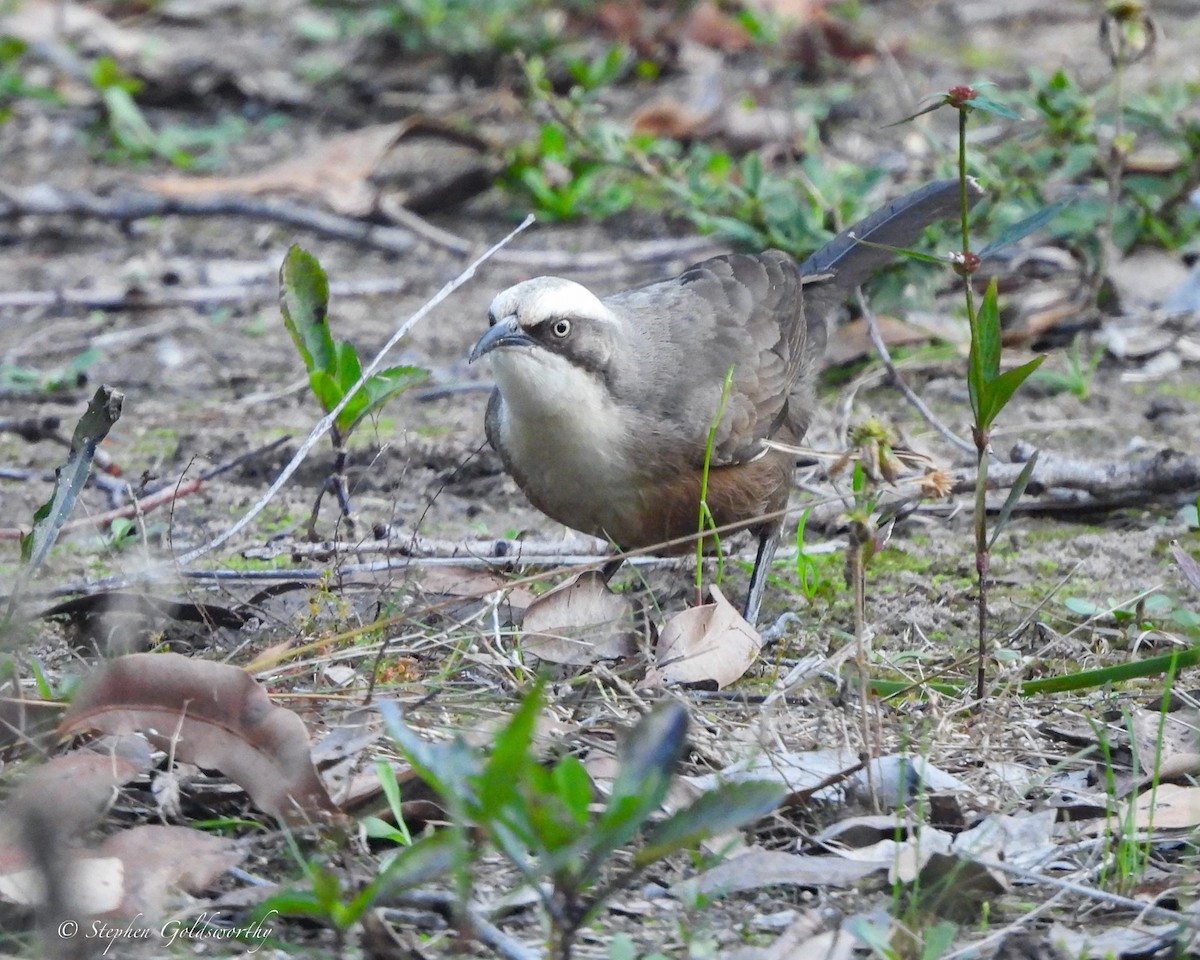 Grauscheitelsäbler - ML645044595