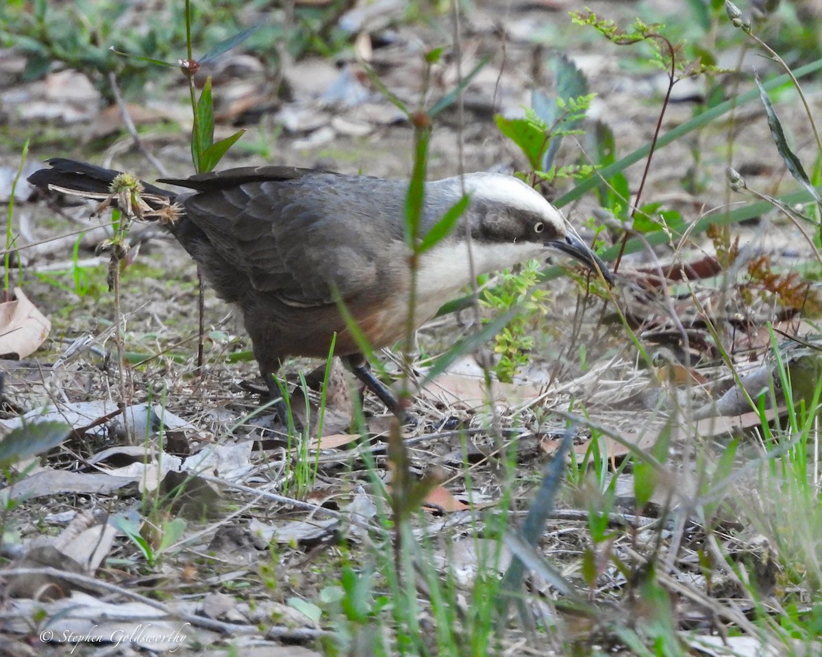 Grauscheitelsäbler - ML645044597