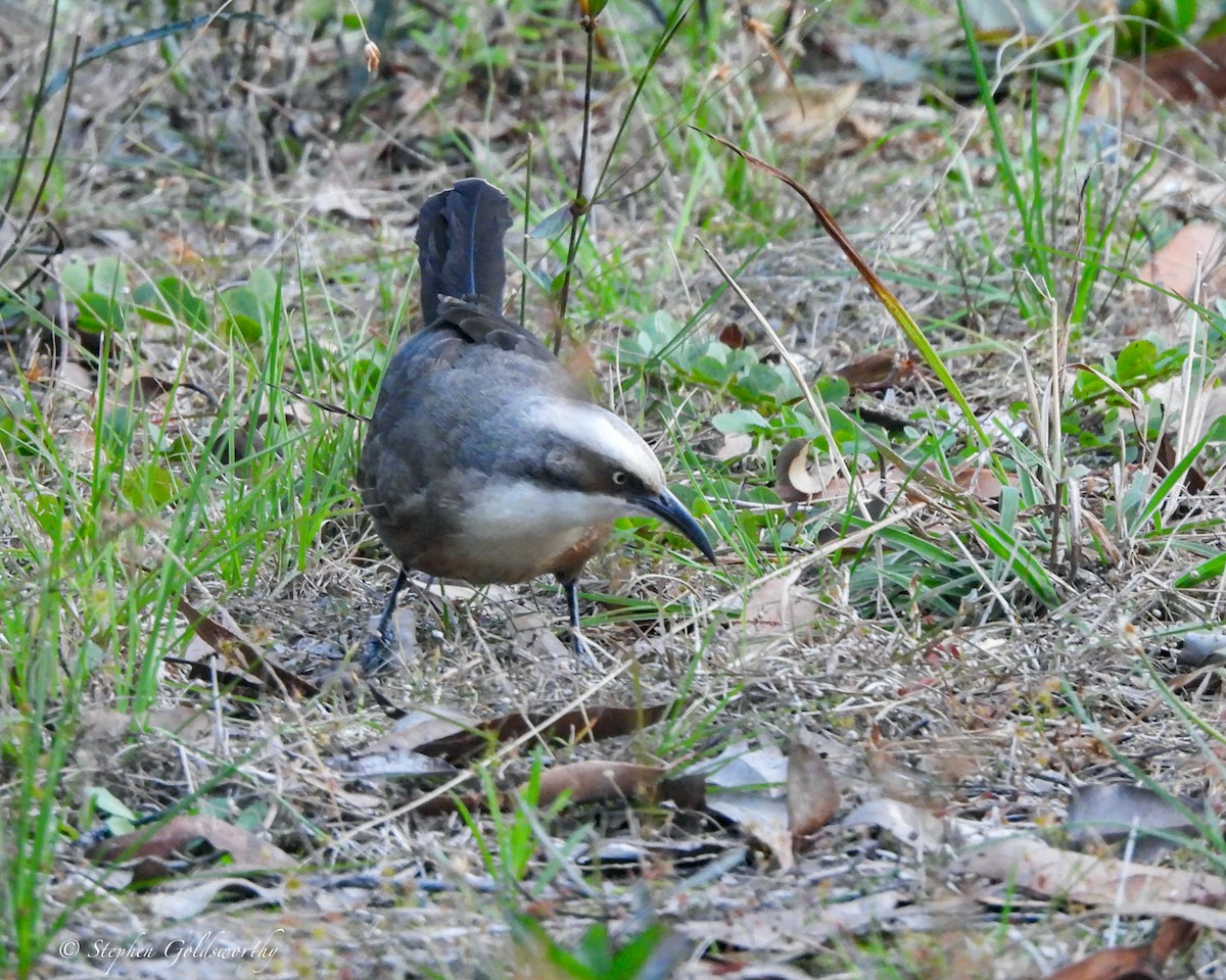 Grauscheitelsäbler - ML645044598