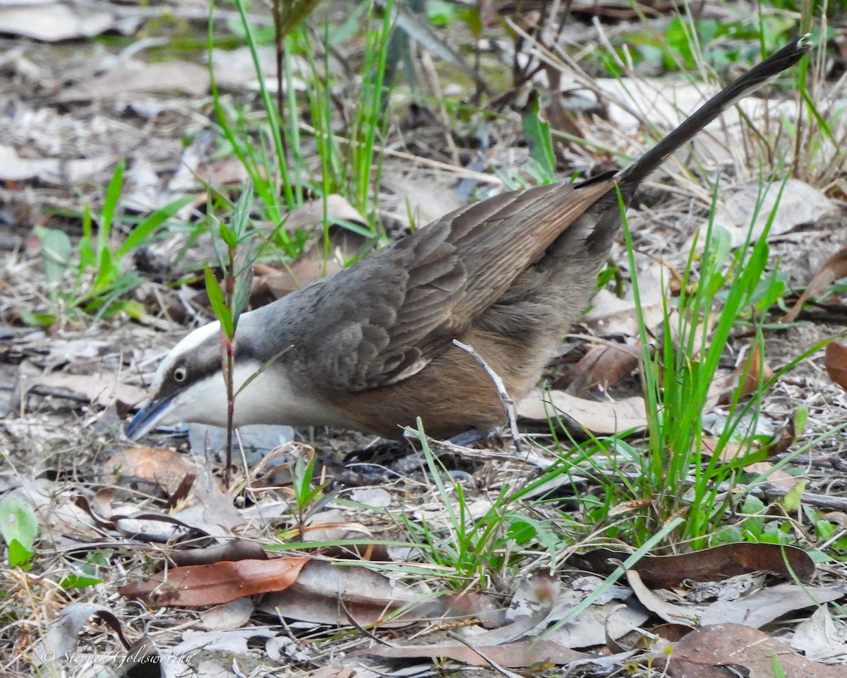 Grauscheitelsäbler - ML645044599