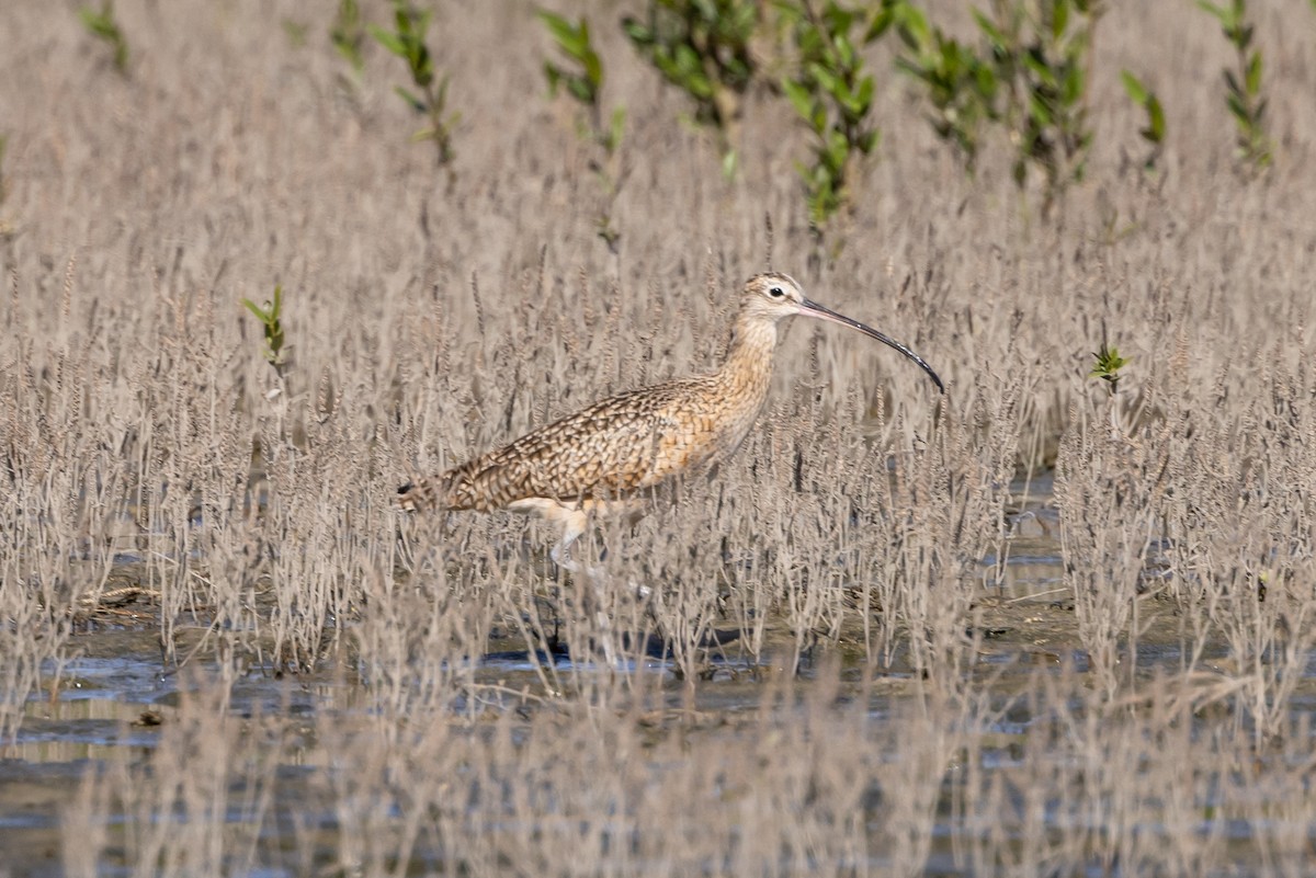 Кульон американський - ML645044604