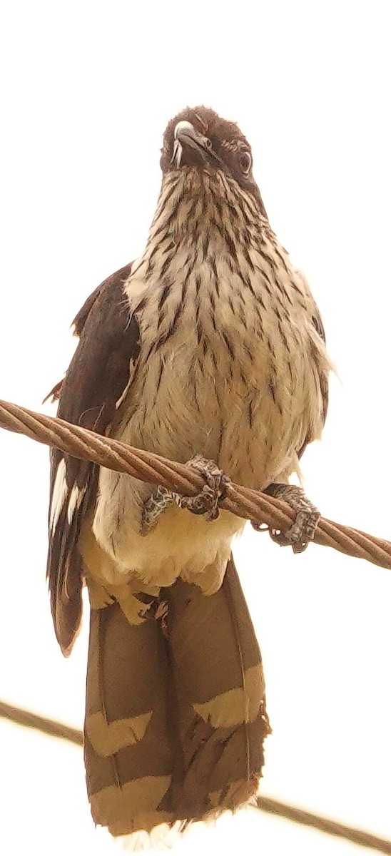 Зозуля африканська - ML645044621