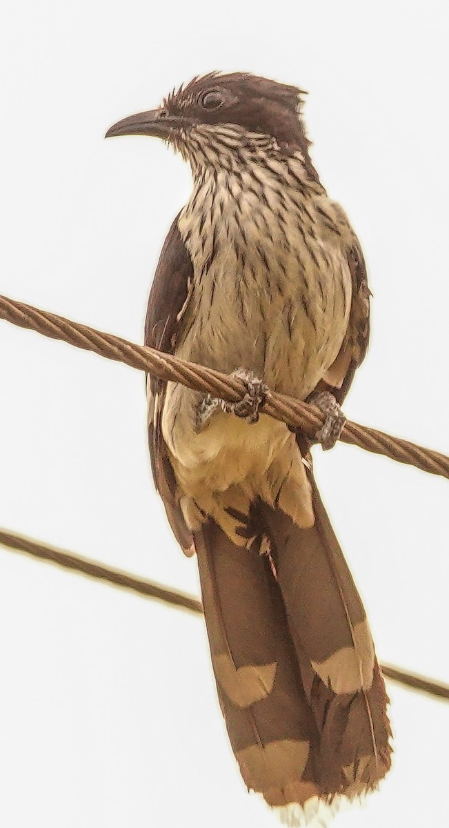 Зозуля африканська - ML645044622