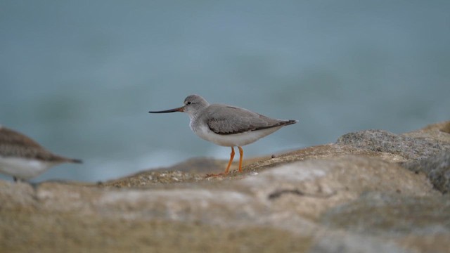 Terek Düdükçünü - ML645044636