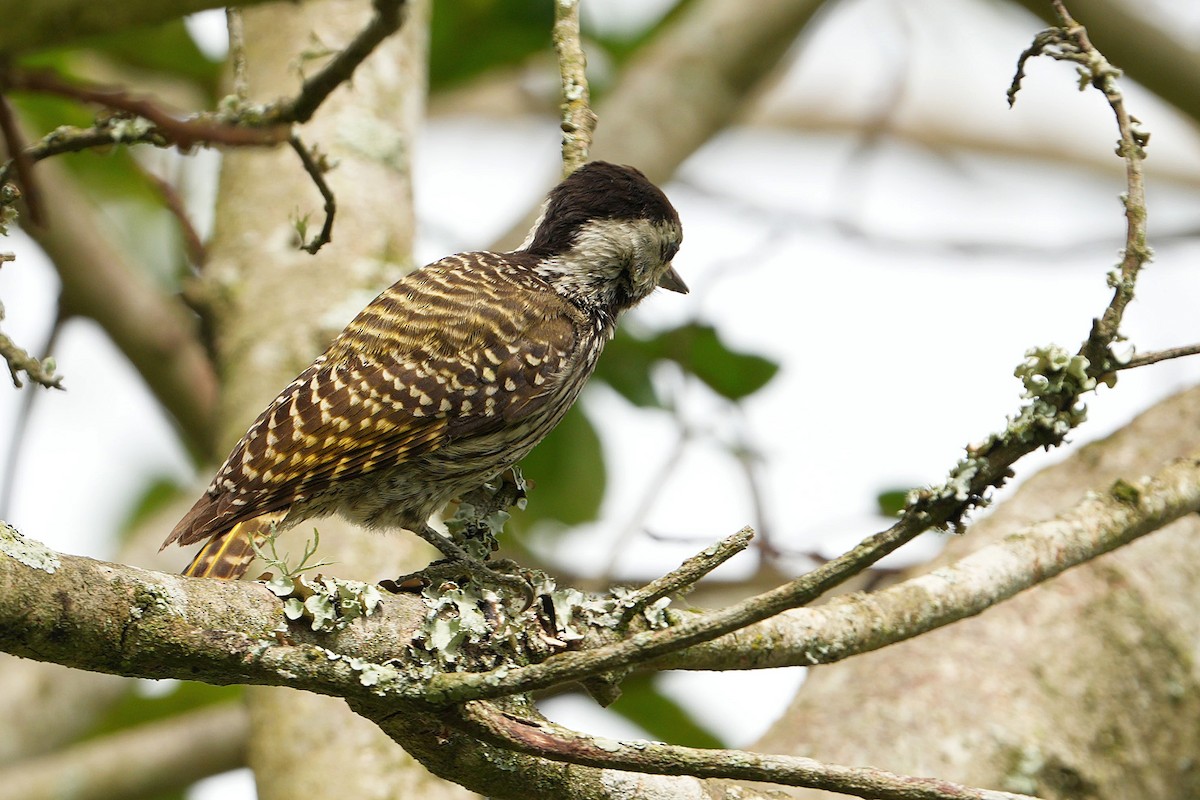 Cardinal Woodpecker - ML645044640