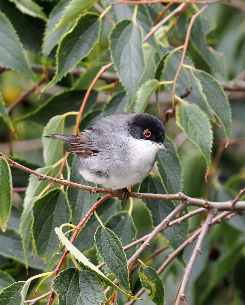 Sardinian Warbler - ML645044652