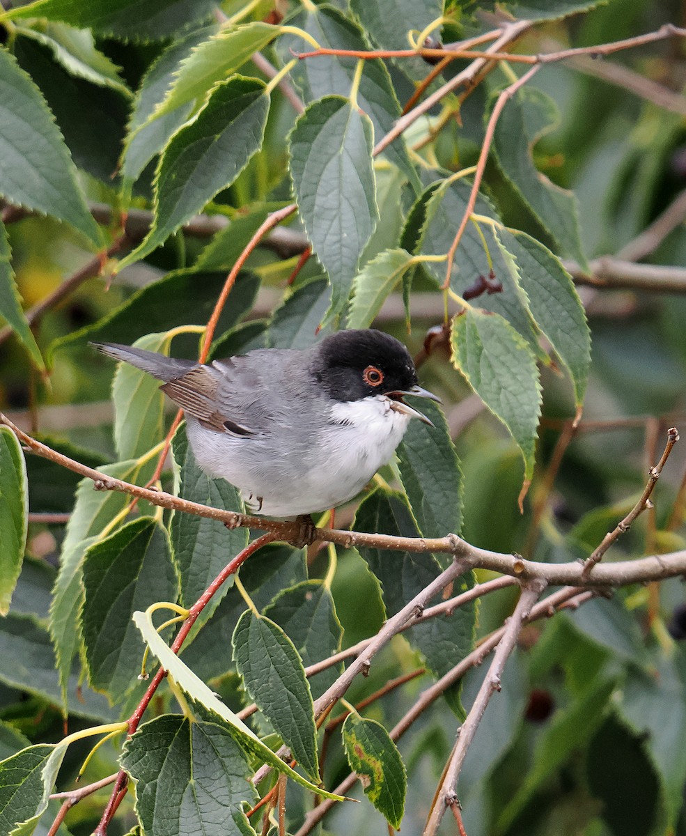 Sardinian Warbler - ML645044653