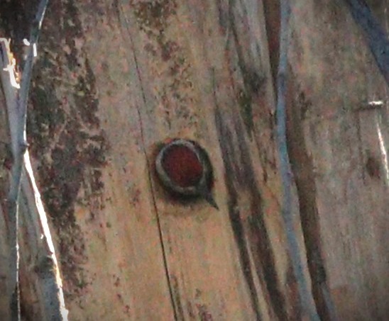 Yellow-bellied Sapsucker - ML645044660