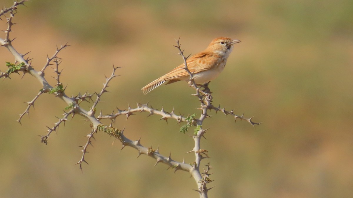 Dune Lark - ML645044680