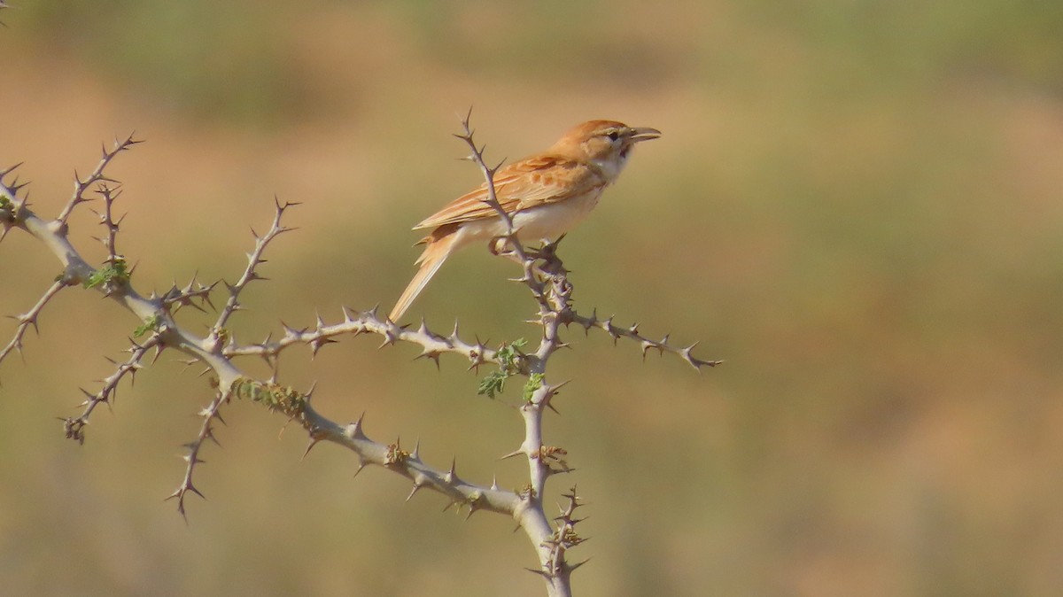 Dune Lark - ML645044681