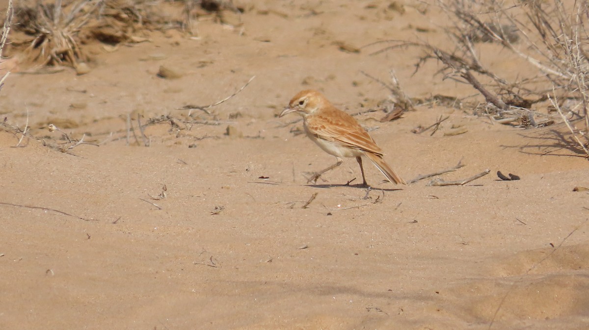 Dune Lark - ML645044682
