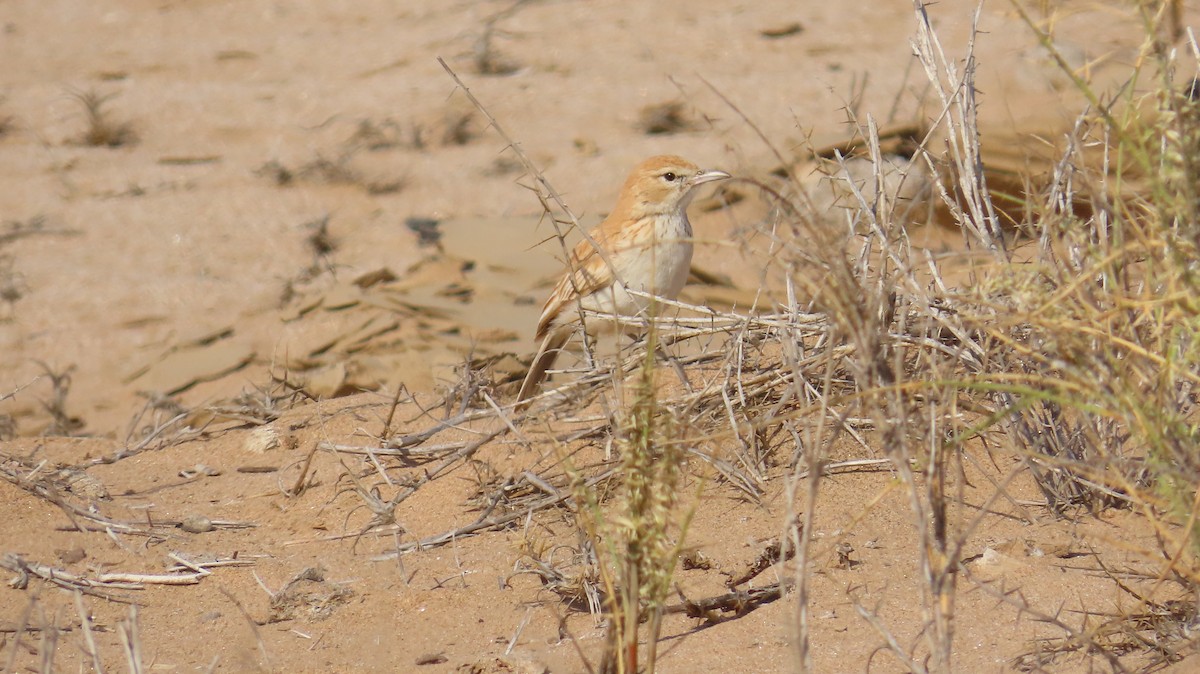 Dune Lark - ML645044683