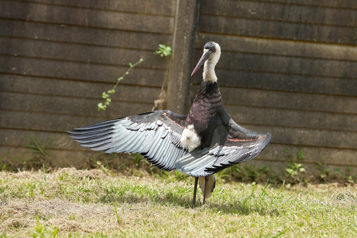 חסידה לבנת-גרון אפריקאית - ML645044686
