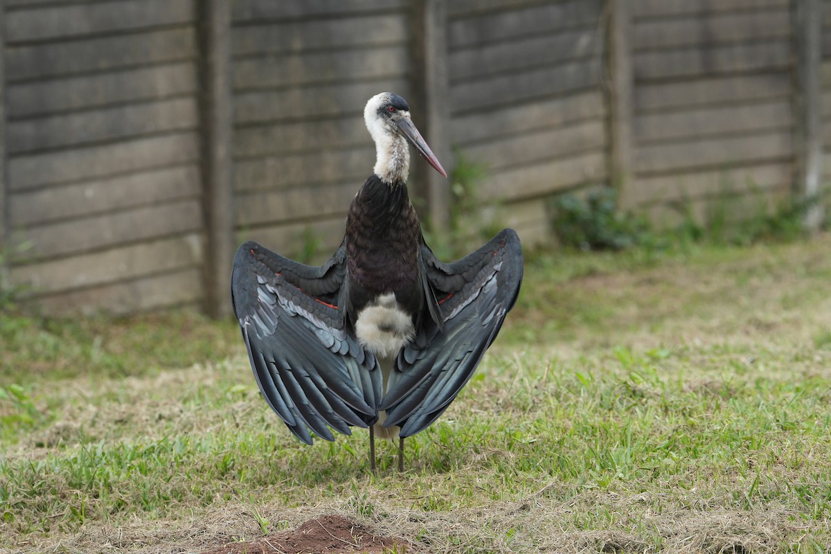 חסידה לבנת-גרון אפריקאית - ML645044687