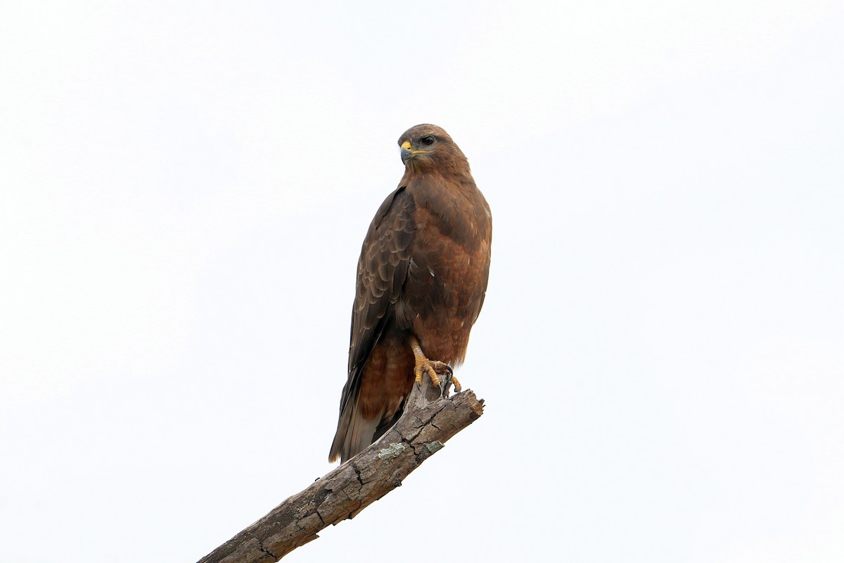 Jackal Buzzard - ML645044692