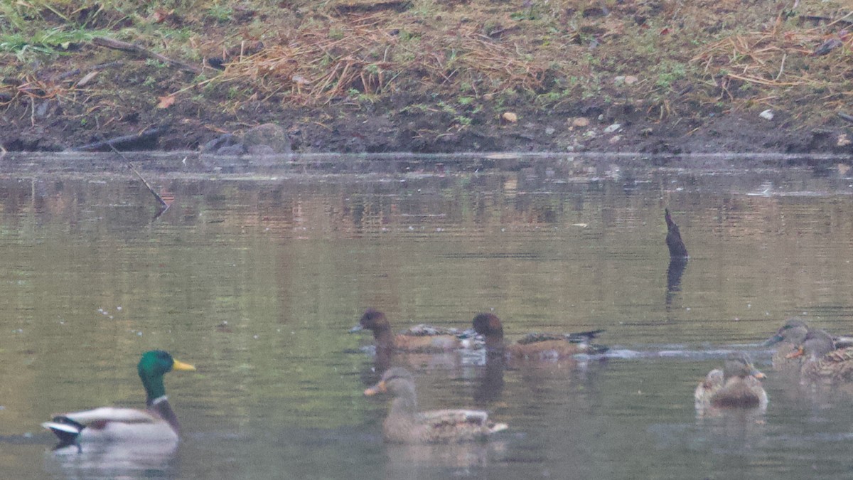 Зээрд нугас - ML645044693