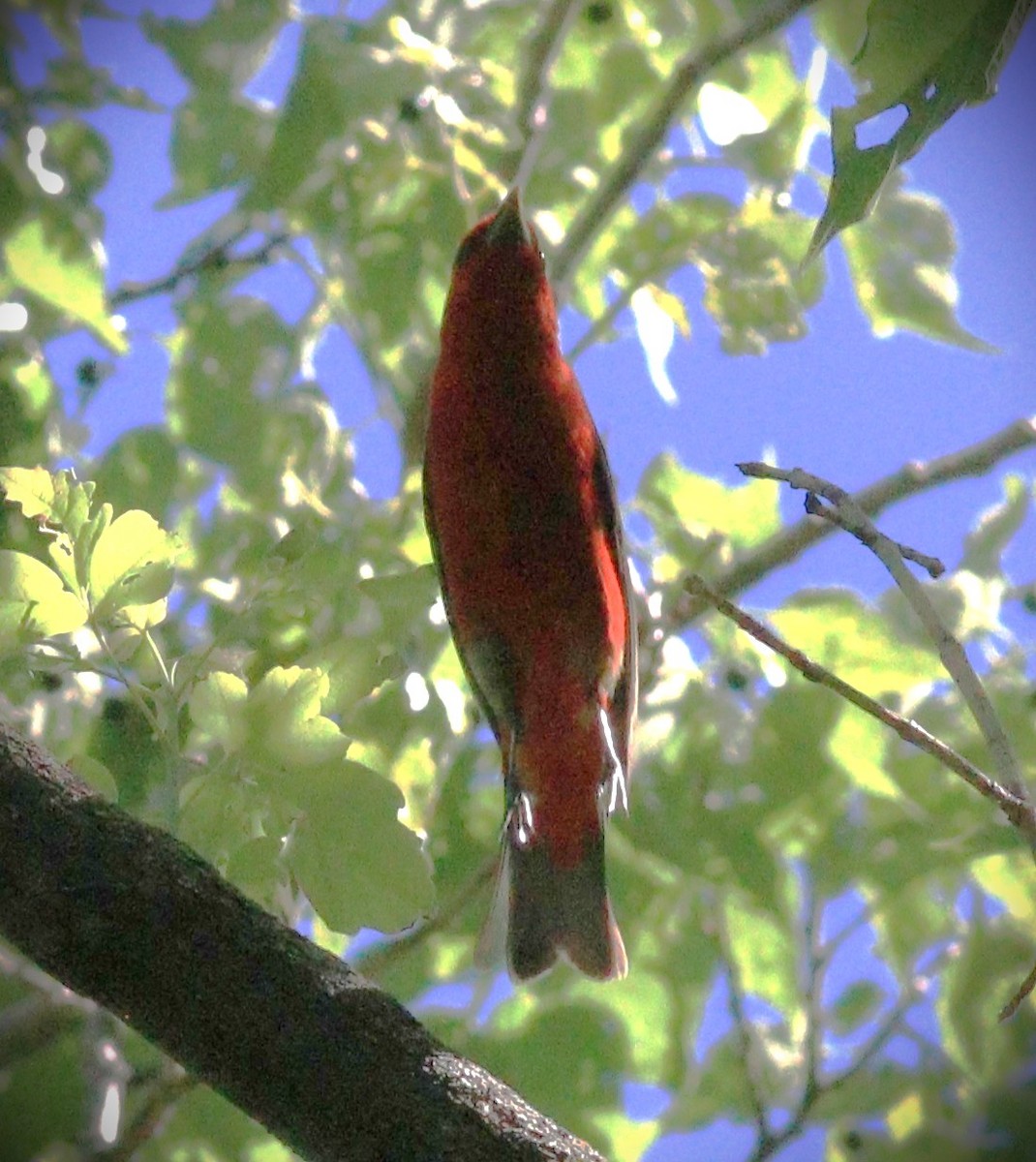 Scarlet Tanager - ML645044694