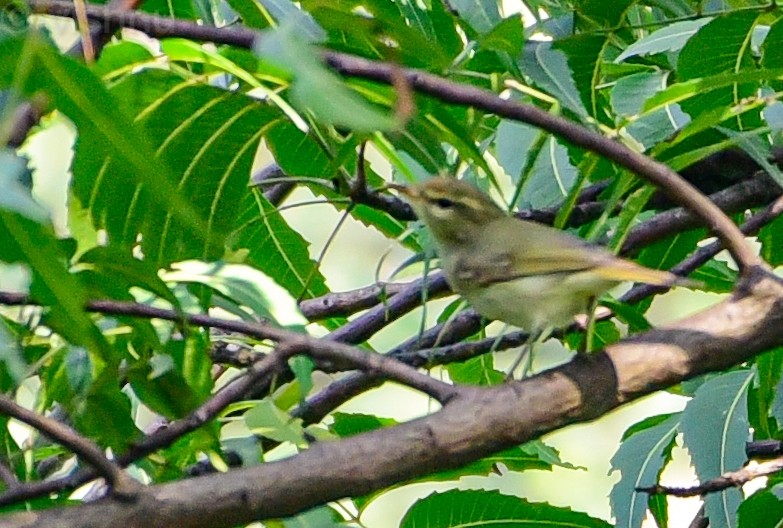 østsanger - ML645044695