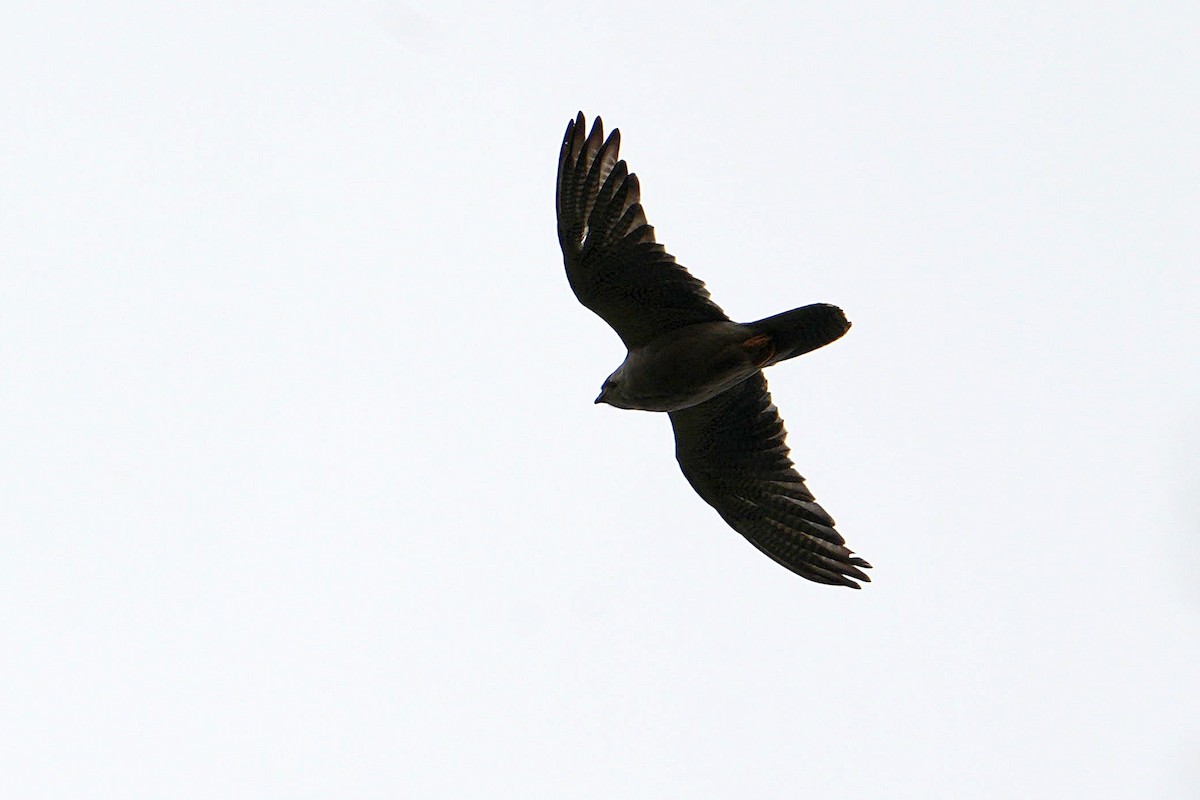 Lanner Falcon - ML645044699